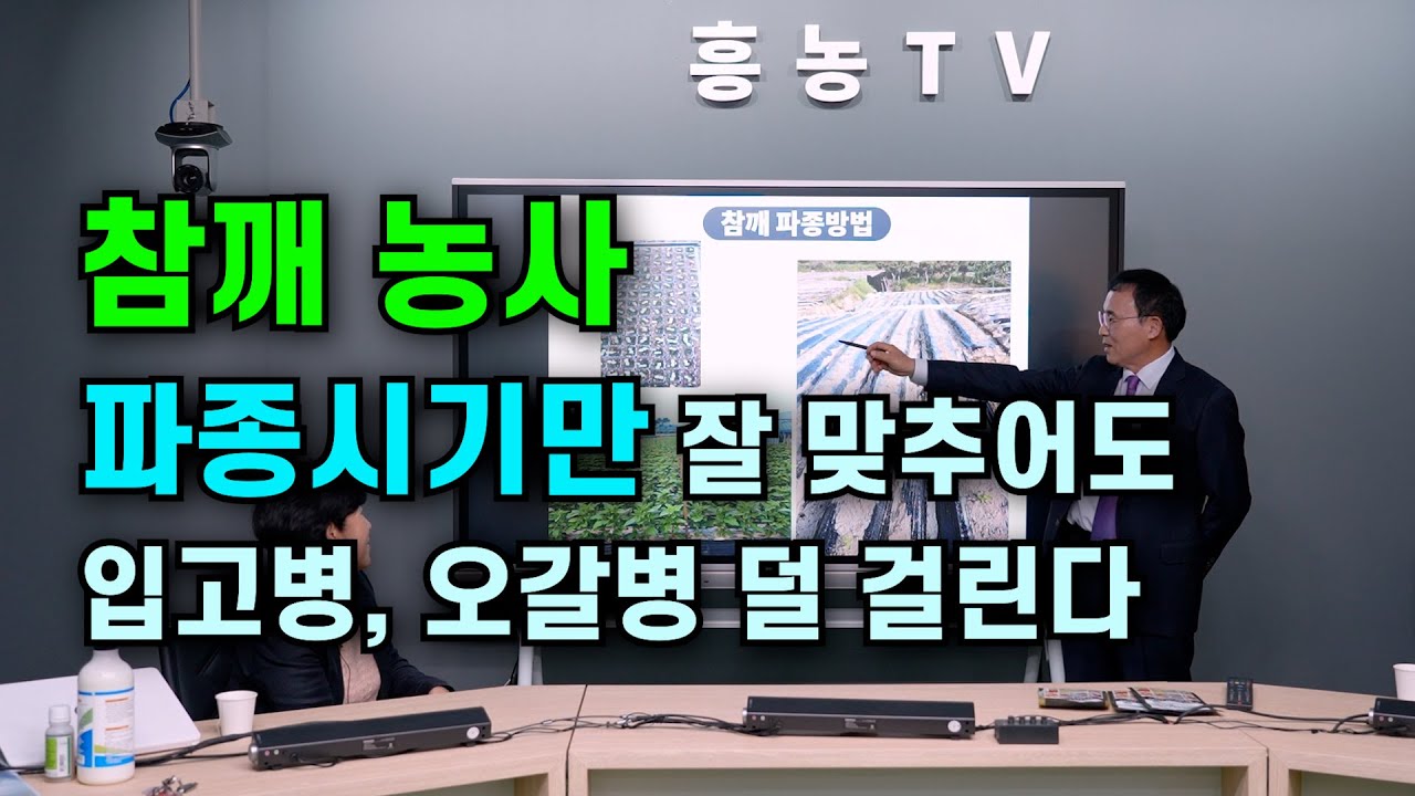 참깨 농사  파종시기만 잘 맞추어도 입고병 오갈병 덜 걸린다
