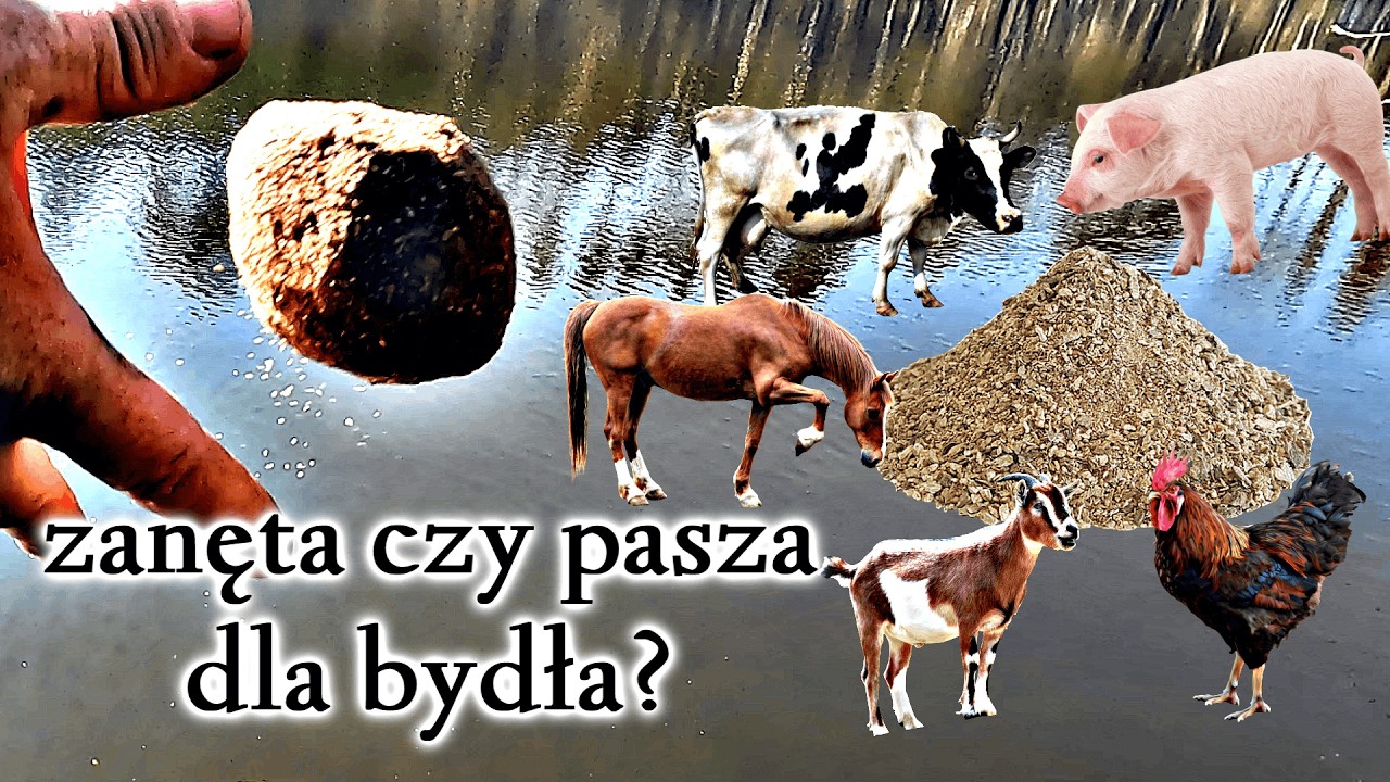 Zanęty zawodnicze hit, kit, czy ściema? Dlaczego nie łowisz na pasze dla bydła?