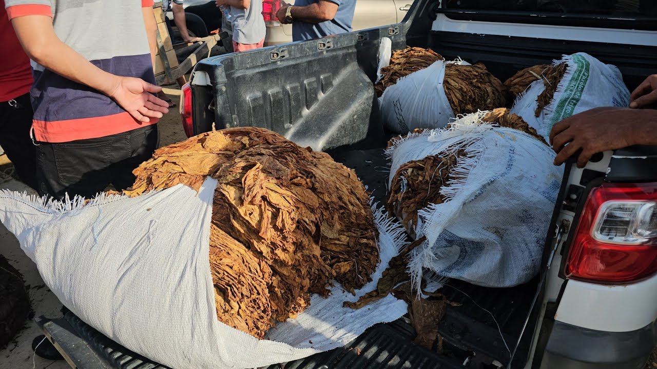 Feira do fumo em Craíbas Al, dia 22/11/2025