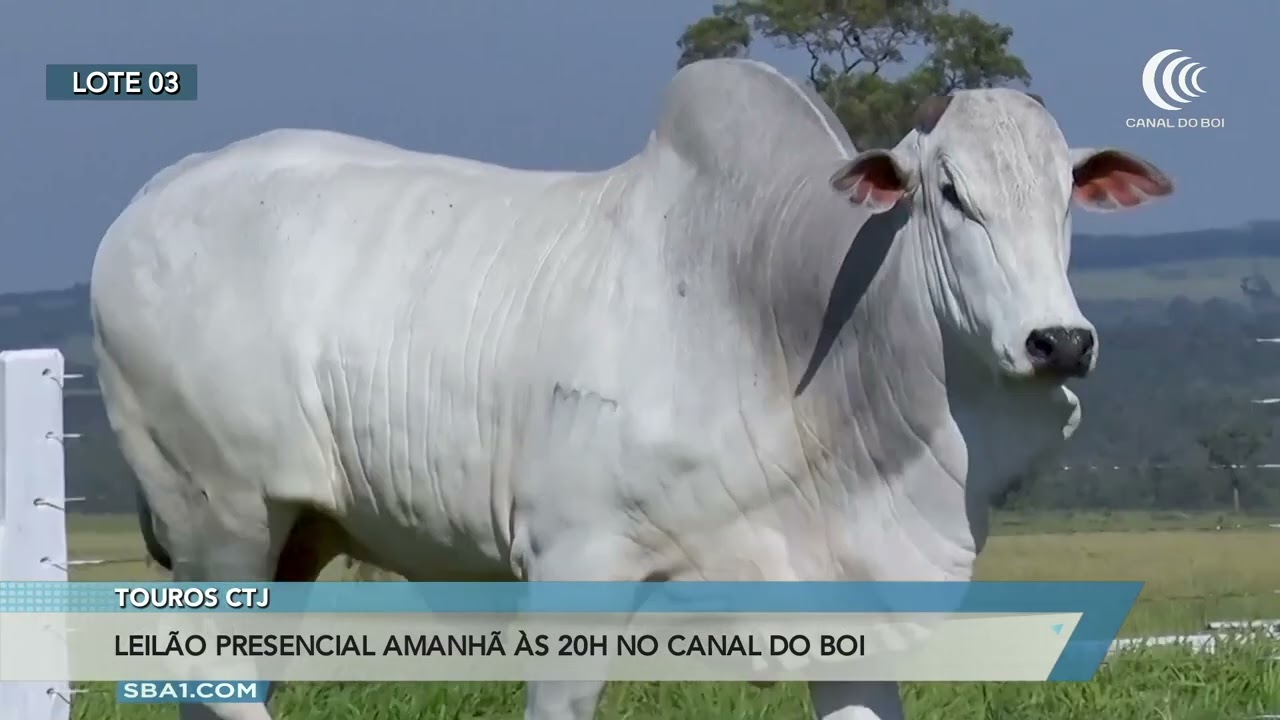 Leilão CTJ oferta touros nelore hoje às 20h no Canal do Boi