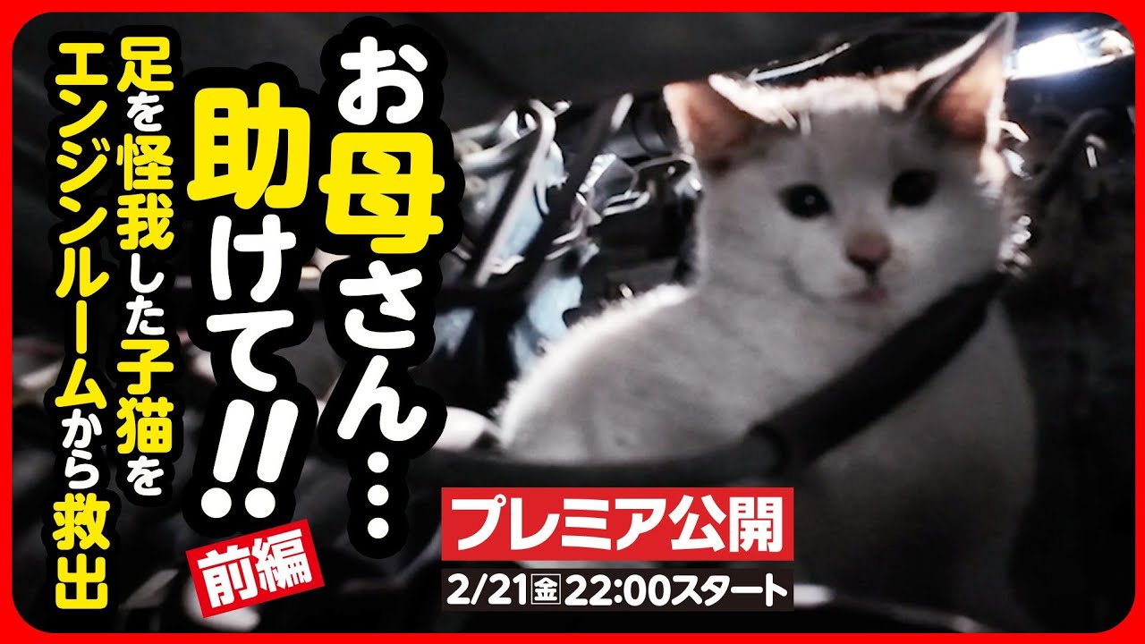 【子猫 保護】骨折...！？エンジンルームからケガした子猫を救出！！【前編】