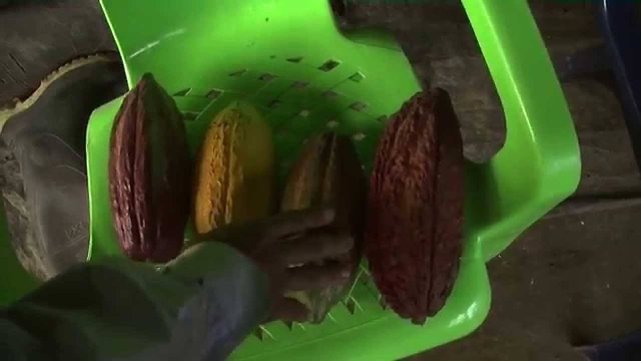Como cultivar Cacao - TvAgro By Juan Gonzalo Angel