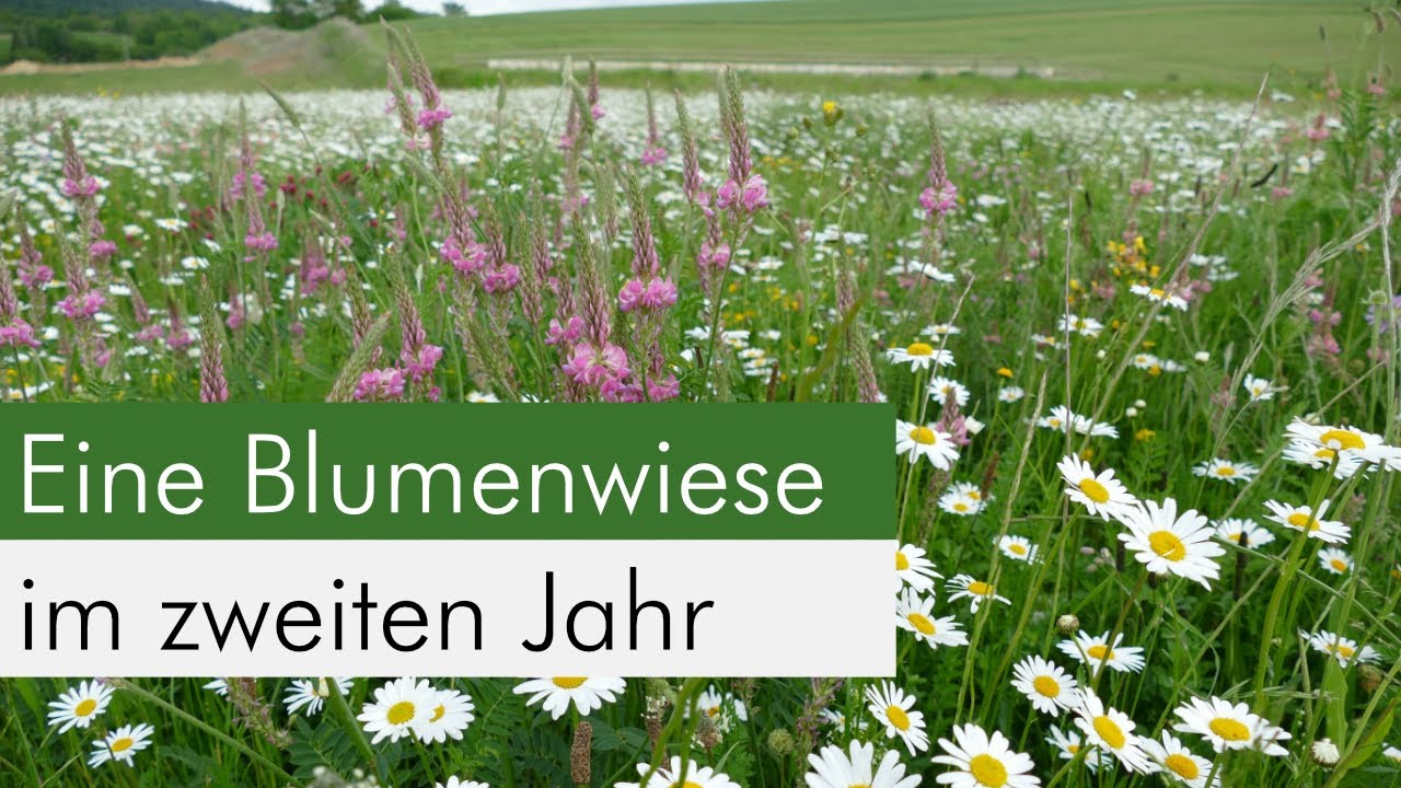 Eine echte Blumenwiese für unsere Insekten anlegen - So macht Ihr das richtig!