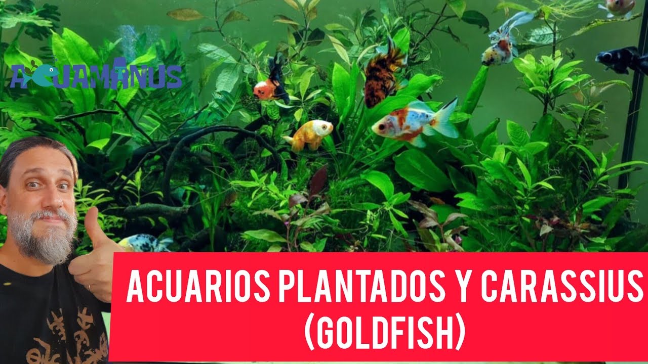 Acuario plantado y Carassius (Goldfish). Es posible???