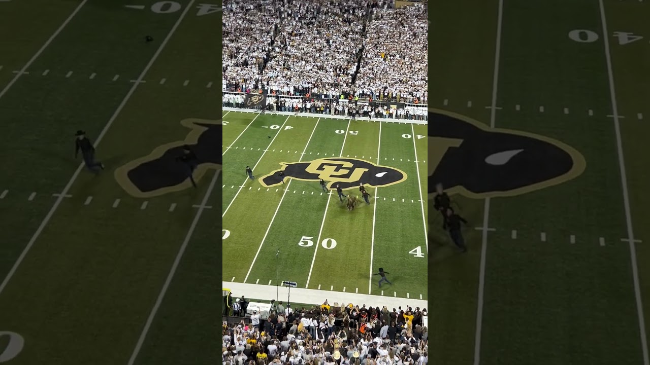 Ralphie VII&rsquo;s 1st run at Folsom Field a success  #cubuffs #deionsanders #coachprime #cfb #football
