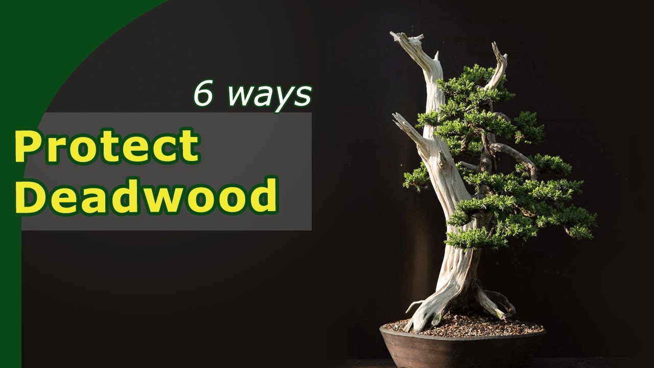 6 bonsai deadwood conservation techniques