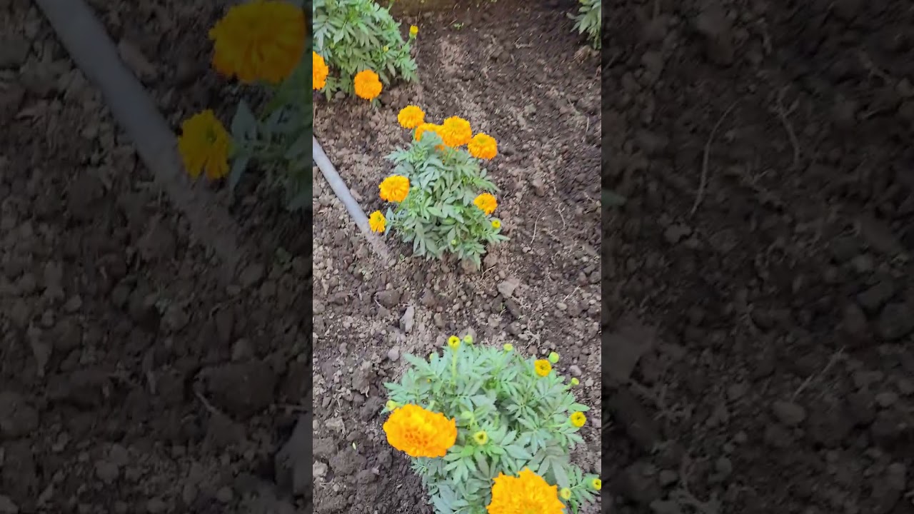 #garenafreefire #funny #flaber #siliguri #love #lifeisbutadream #goodmorning 