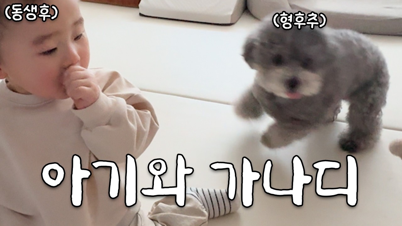 우리의 일상 ㅣ 새쫒는 강아지 ㅣ 애견 운동장 ㅣ 멍빨