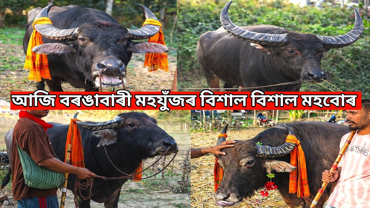 আজি বৰঙাবাৰী হৈ যোৱা মহযুঁজৰ প্ৰকাণ্ড প্ৰকাণ্ড মহবোৰ || Borangabari Mohjuj Assam Gaming Faruk 