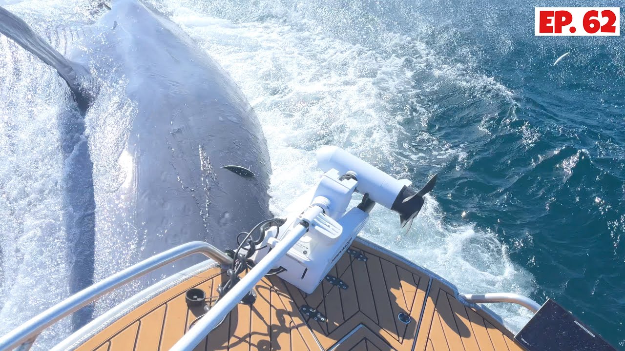 The Best Work-Up Footage We’ve Ever Filmed! Hit by a WHALE While Fishing!
