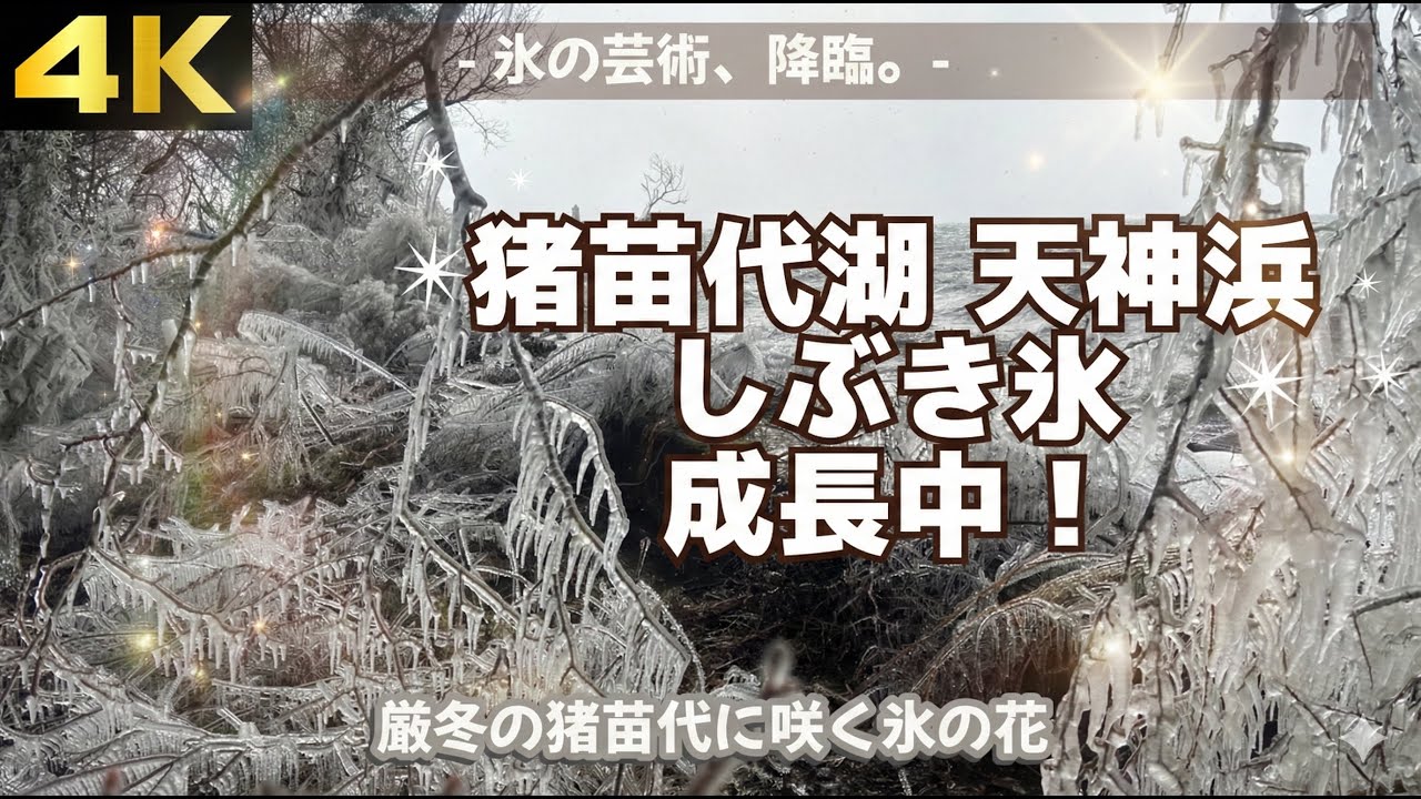 【4K】猪苗代湖の神秘！天神浜の「しぶき氷」が成長中！冬に咲く氷の花