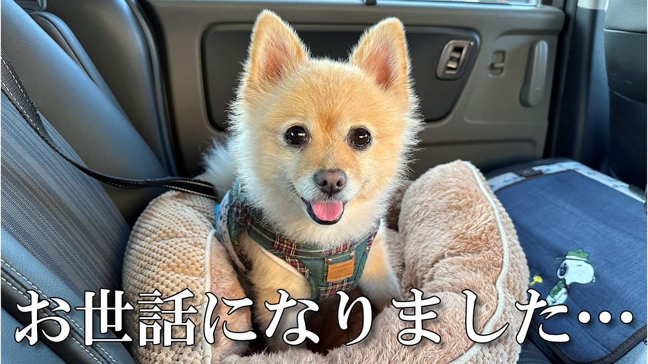 【ご報告】東京に戻ることに決めました…
