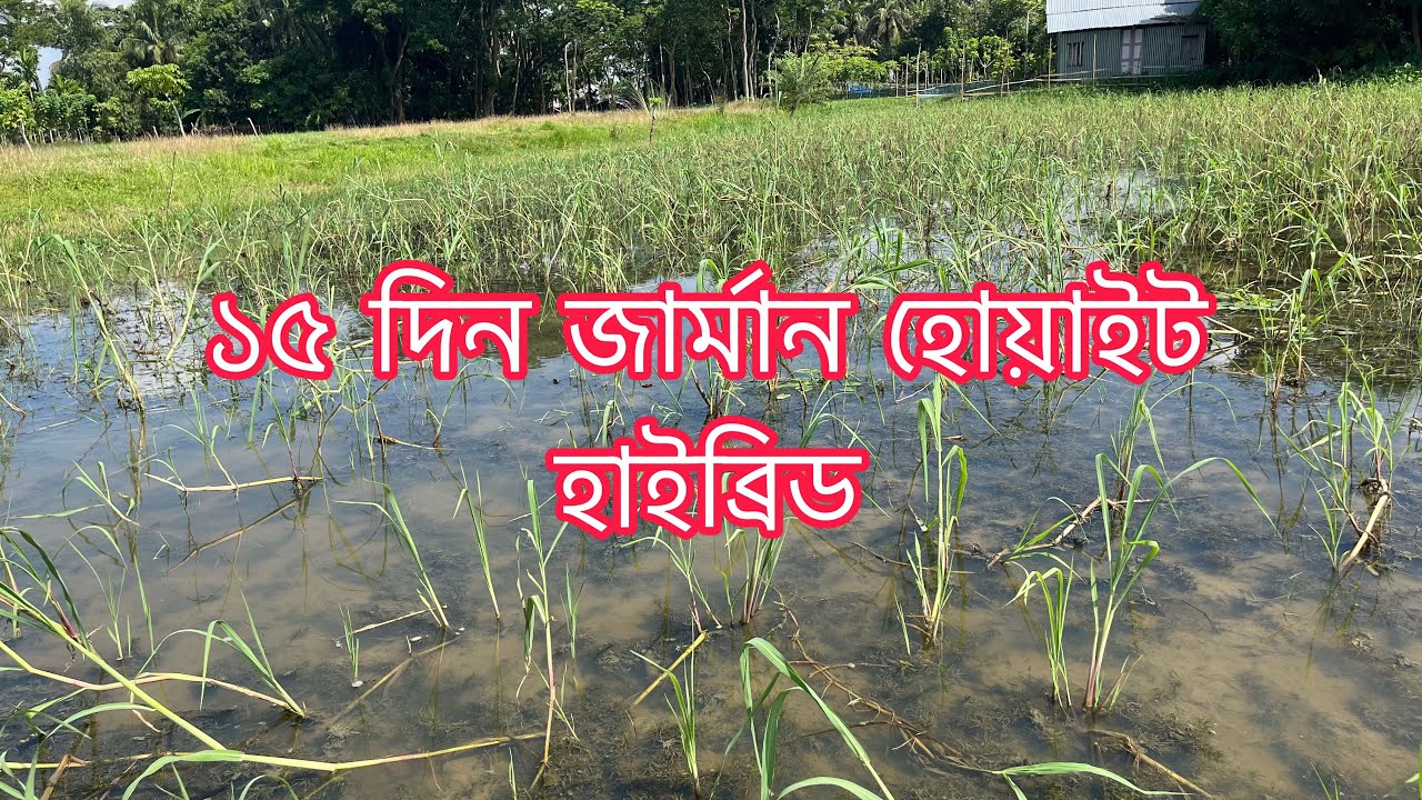 জার্মান হোয়াইট হাইব্রিড ঘাস চাষ লাভজনক ১৫ দিন 