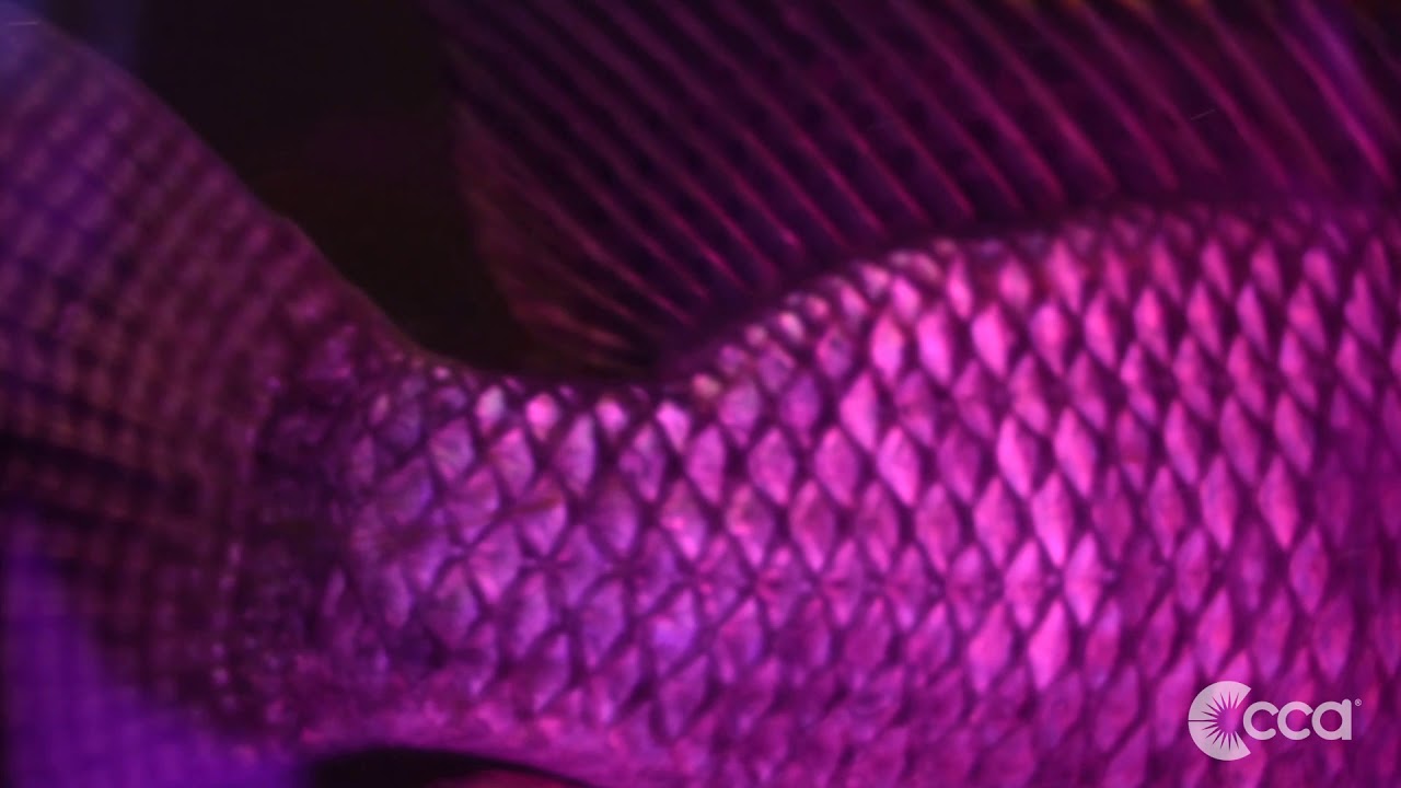Tilapia experiments conducted at Research and Development Lab | CCA