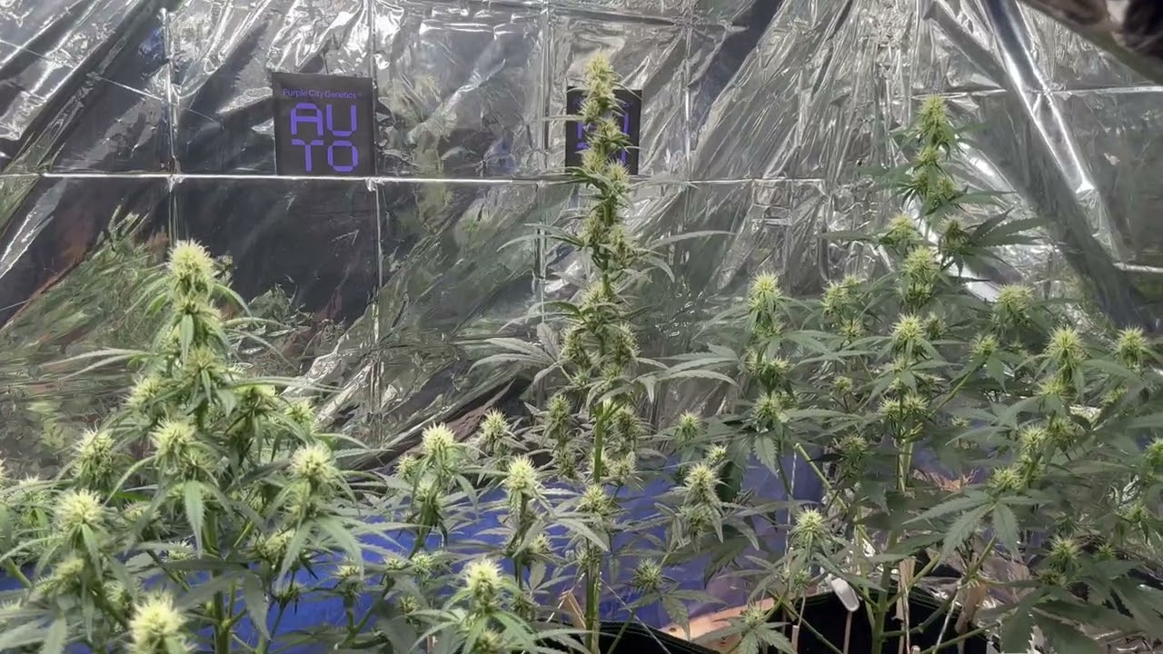 3 different strains in the same grow space Autoflower Purple City Genetics ⭐️⭐️⭐️⭐️⭐️
