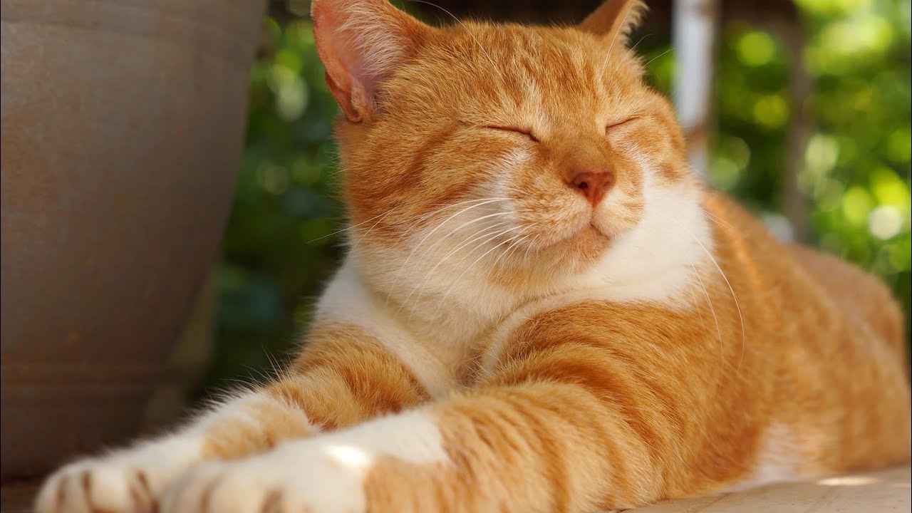 @SaucerCats