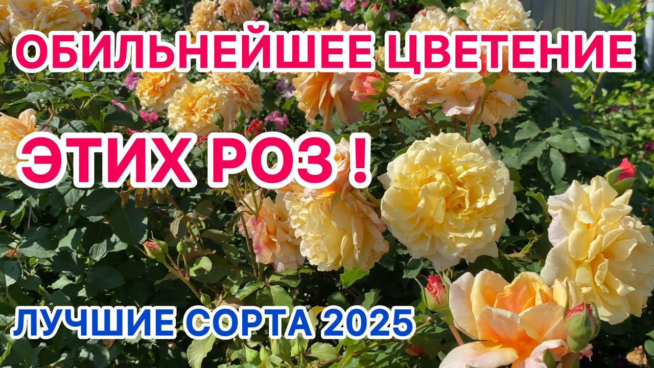 ОБИЛЬНЕЙШЕЕ ЦВЕТЕНИЕ ЭТИХ РОЗ! Лучшие сорта 2025 г. (Урал, 2-3 зона)
