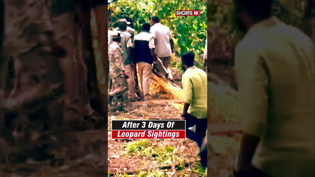 Bengaluru Leopard News | Leopard Caught in Bengaluru After Three Days Of Search | N18S | #shorts