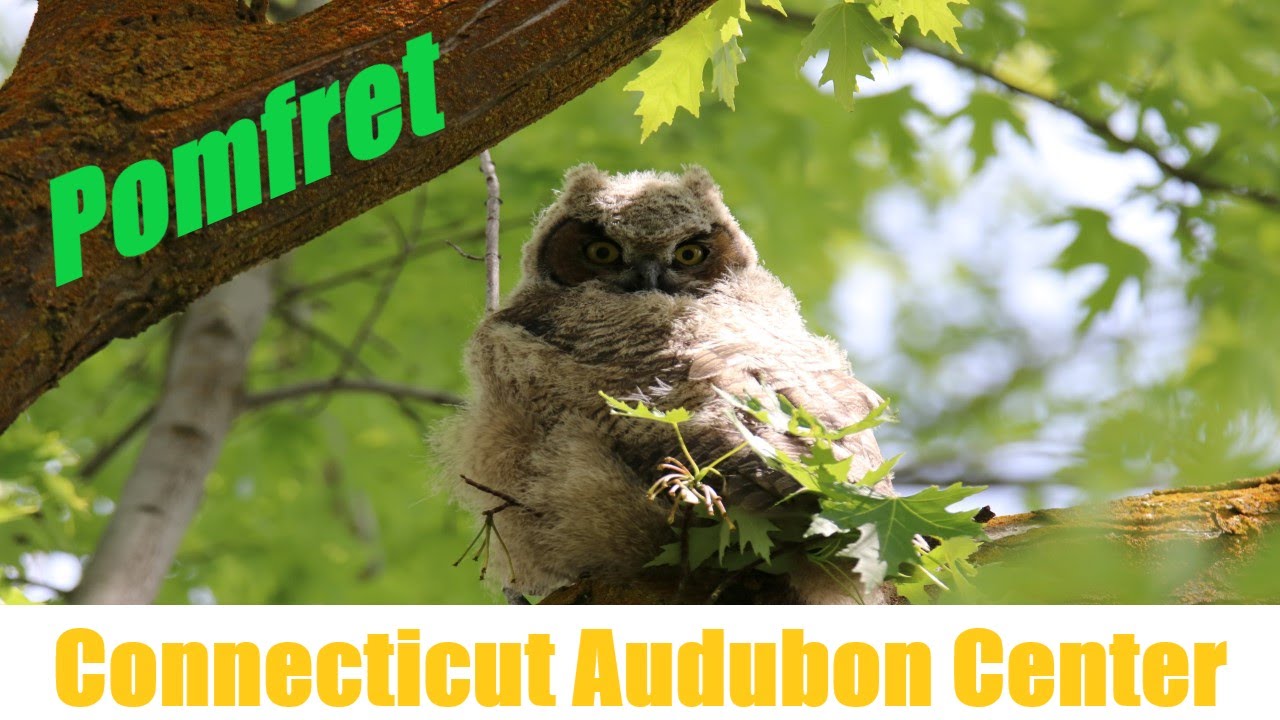 Birds in Pomfret, Connecticut | Audubon Society Center | Nature Walk