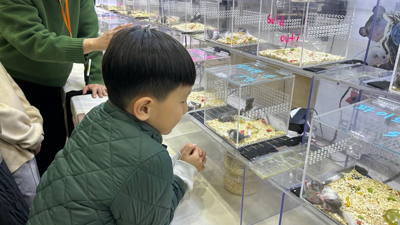 MJ 렙타일페어