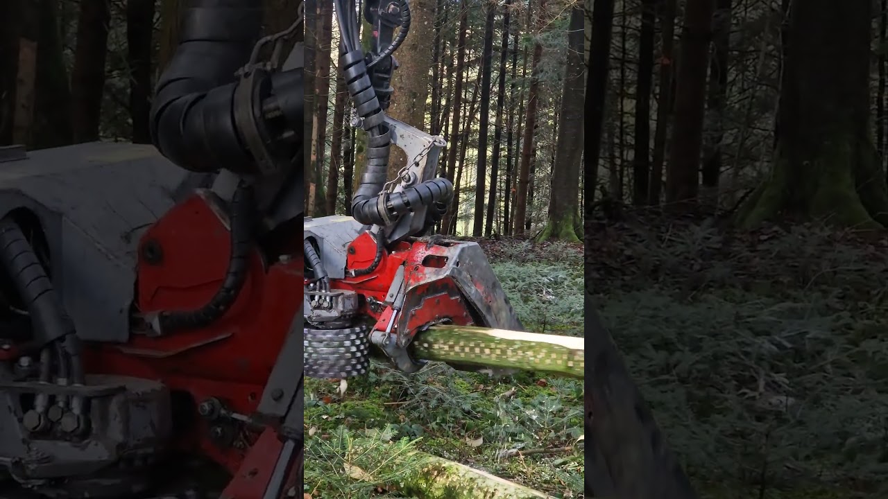 Bagger mit logmax 4000 im schwachen Baumholz