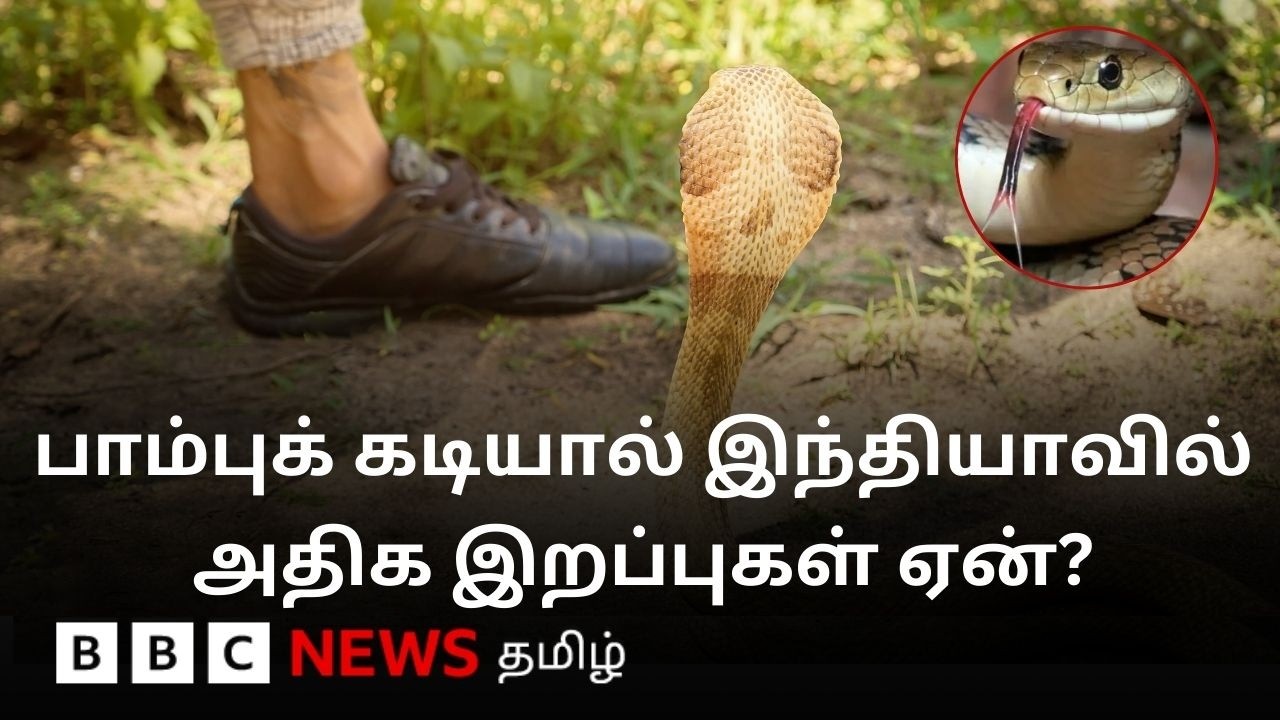 இந்தியாவில் பேராபத்தாக இருக்கும் பாம்புக் கடி;  முக்கிய சவால்களும்.. காரணங்களும் என்ன? | Explained