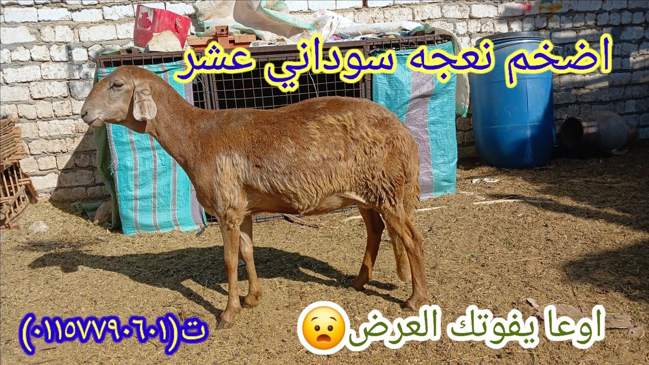 عرض اضخم نعجه سوداني عشر بأرخص الاسعار(١٢/٢٩) (٠١١٥٧٧٩٠٦٠١)#قناه_ابو_ريان_لتجاره_الاغنام_٢