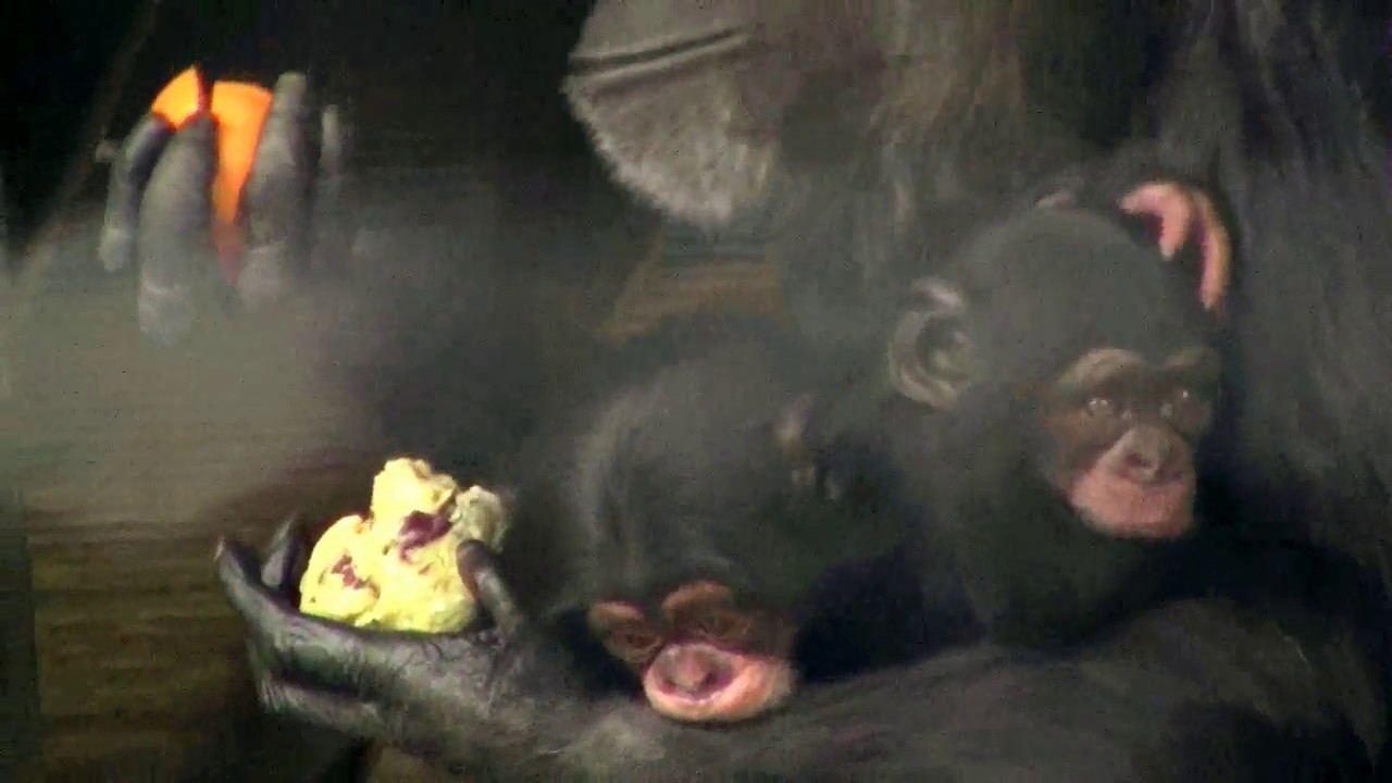 東山チンパンジー 双子の赤ちゃん 35  Chimpanzee twin baby