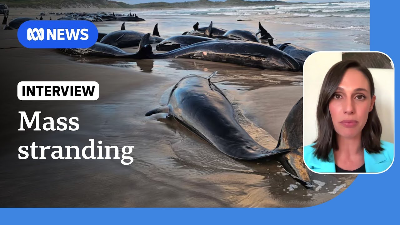 90 false killer whales to be euthanased after mass stranding in Tasmania | ABC NEWS