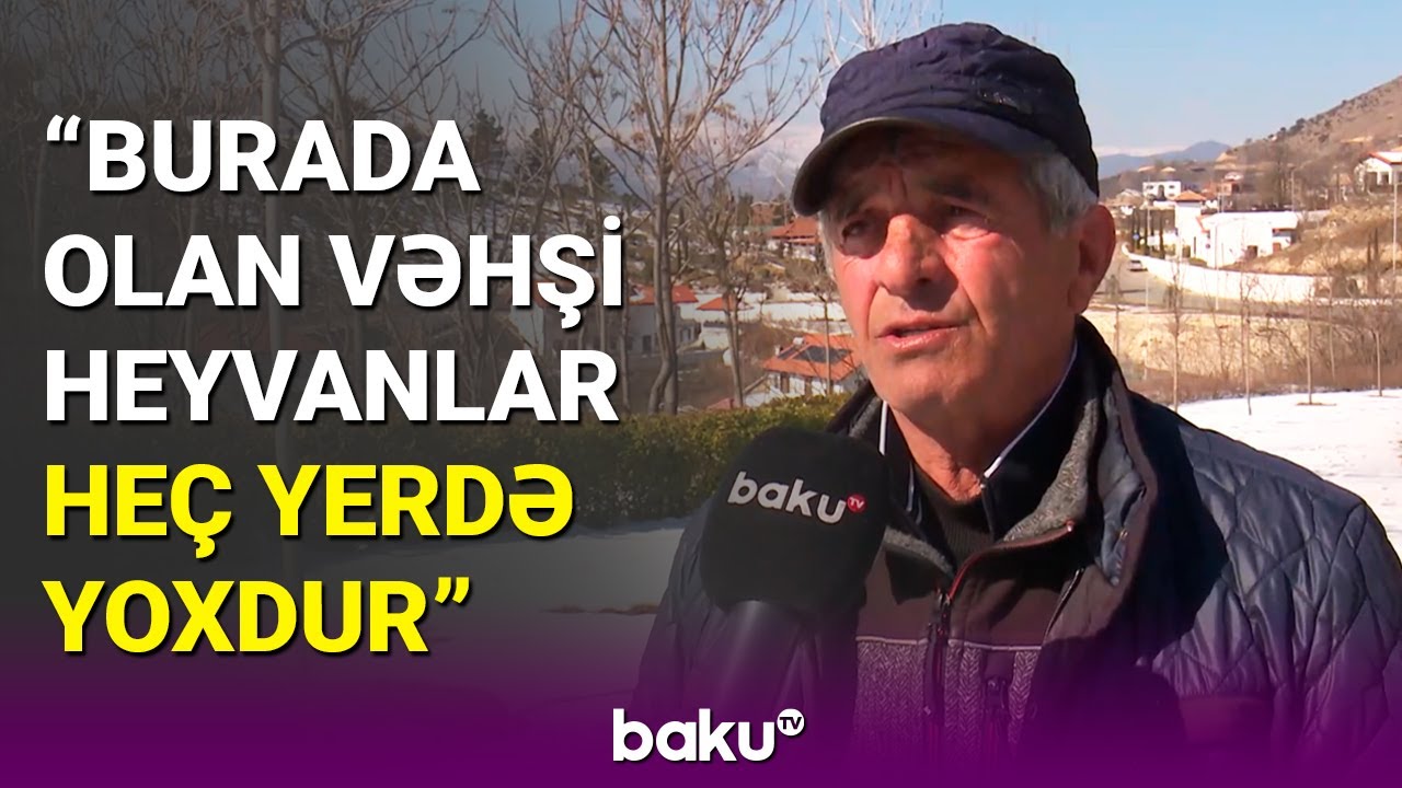 Dağkeçisi artıb, çünki... | Sakinlər Laçının zəngin faunasından danışdı