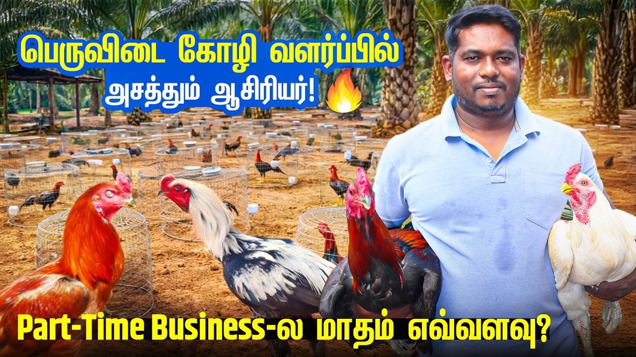 பெருவிடை கோழி வளர்ப்பில் அசத்தும் ஆசிரியர்! |  Part Time Business ல மாதம் எவ்வளவு?🔥
