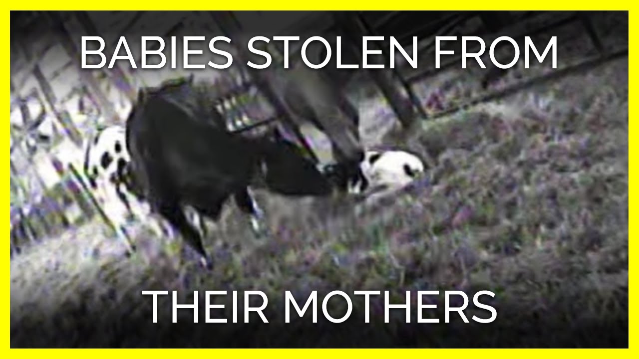 Babies Stolen From Their Mothers