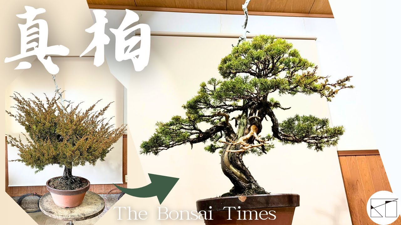 【真柏】引き算による樹作り！