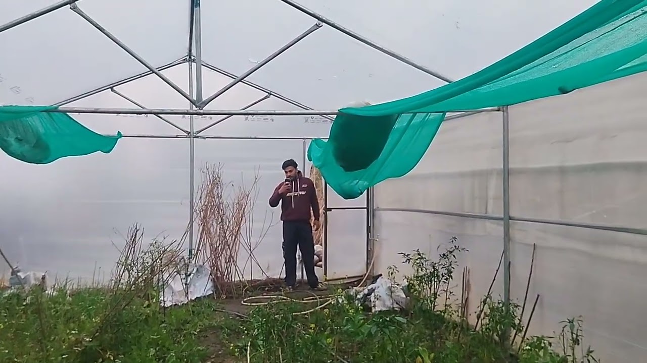 Polyhouse mein Kya Ho Gaya Aaj