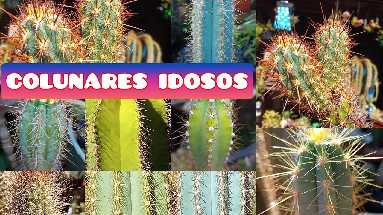 Cacto Xique-xique: Como identificar!  Cactos Colunares idosos..