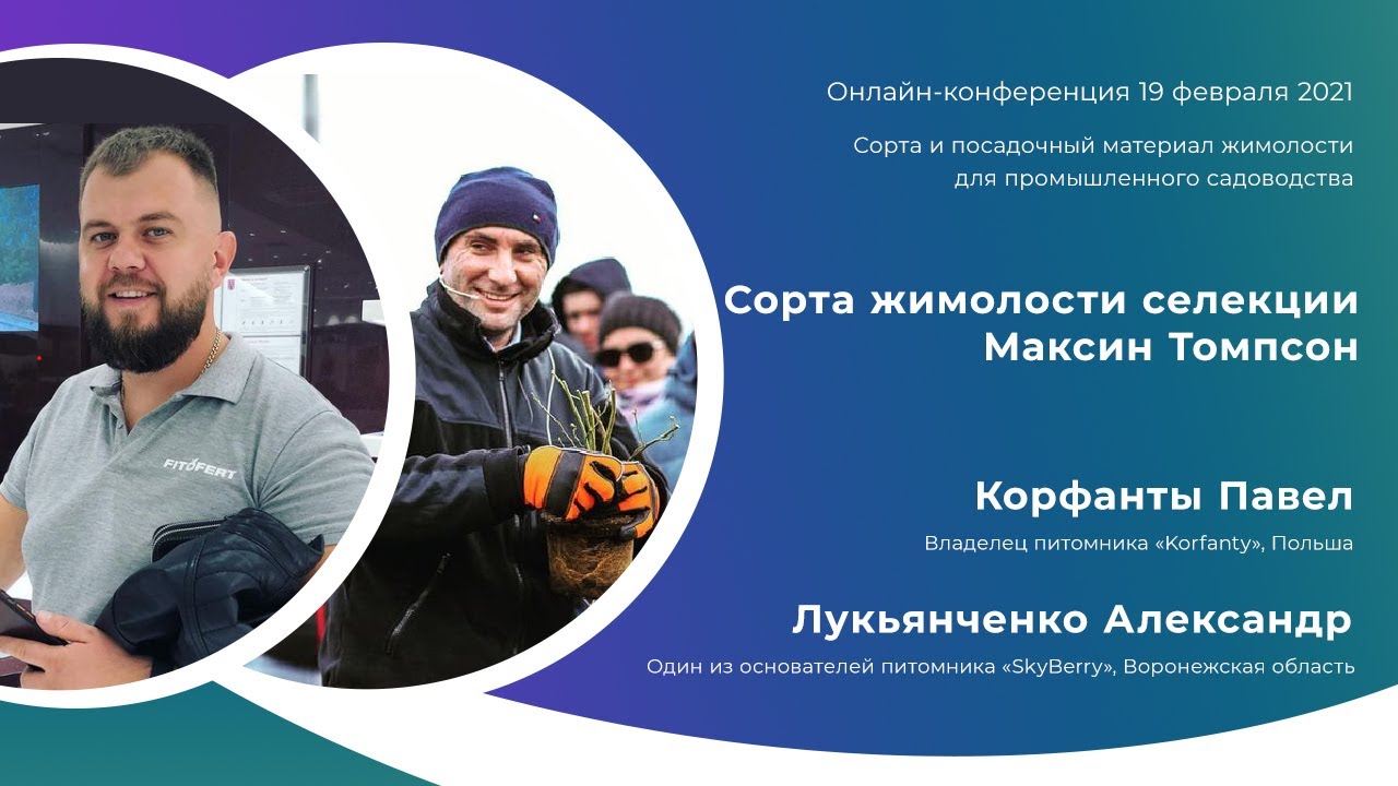 Сорта жимолости селекции Максин Томпсон. Корфанты П., Лукьянченко А.А.