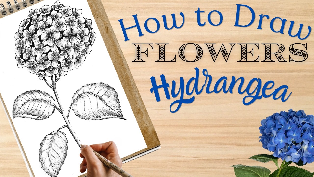 Hydrangea Flower Drawing Tutorial Step by Step
