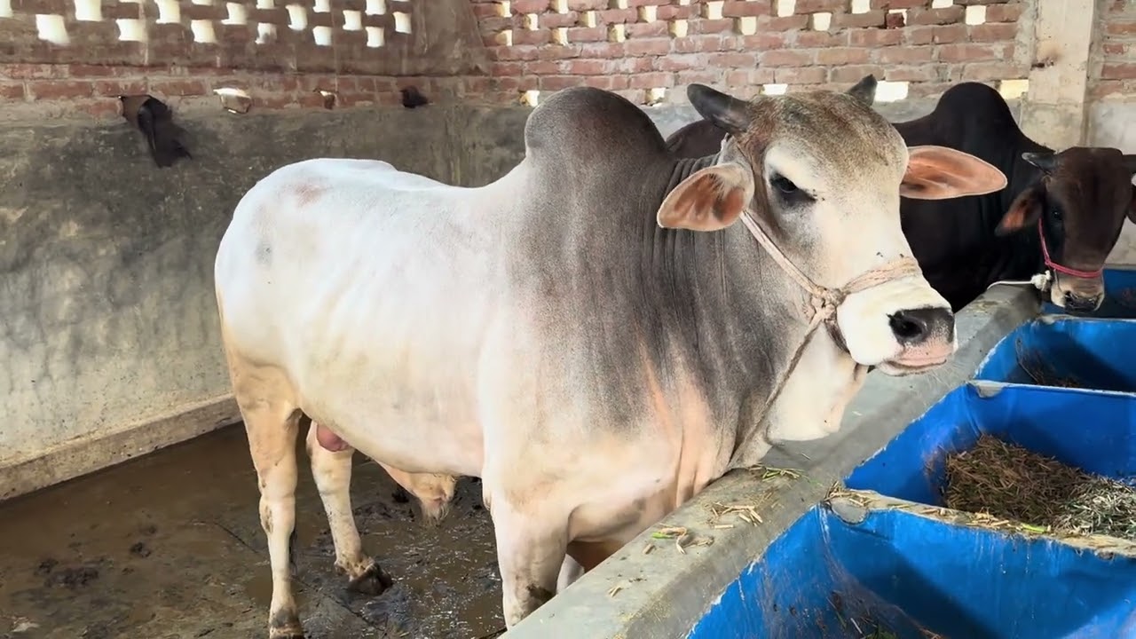 2026 qurbani exclusive collection 