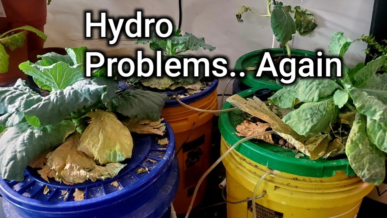Hydroponic Problems- PH, EC & What The Heck Is That?