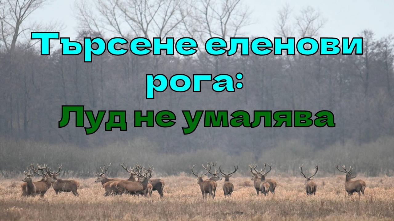 Търсене еленови рога: Луд не умалява