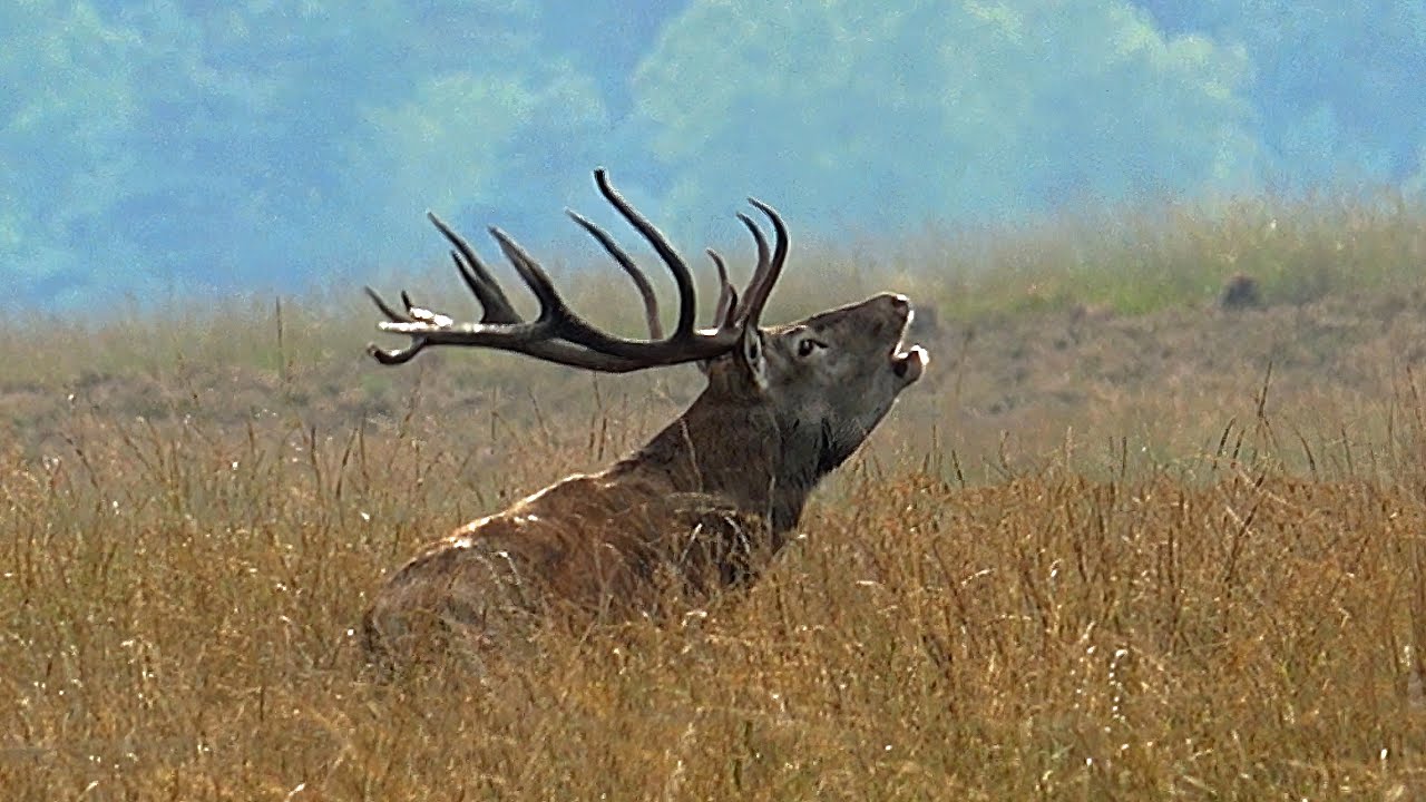 Bronst edelherten Hoge Veluwe, Nederland-Rutting time Red Deer Hoge Veluwe, Netherlands,Wildlife