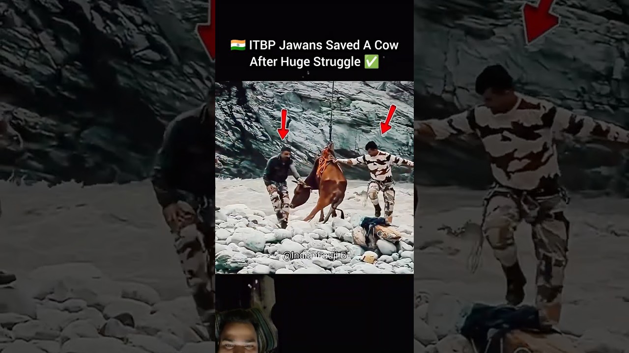 Salute ITBP Rescued Team🪖ITBP JawansSaved A Cow✅After Huge Struggle⚔️🇮🇳#itbp #rescue #army #viral