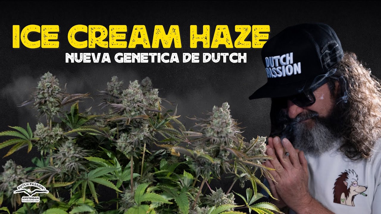 Ice Cream Haze XXL 🍨🔥| Terpenos, Resina y Producci&oacute;n Real (Colecci&oacute;n 2025) | LA FUMILIA
