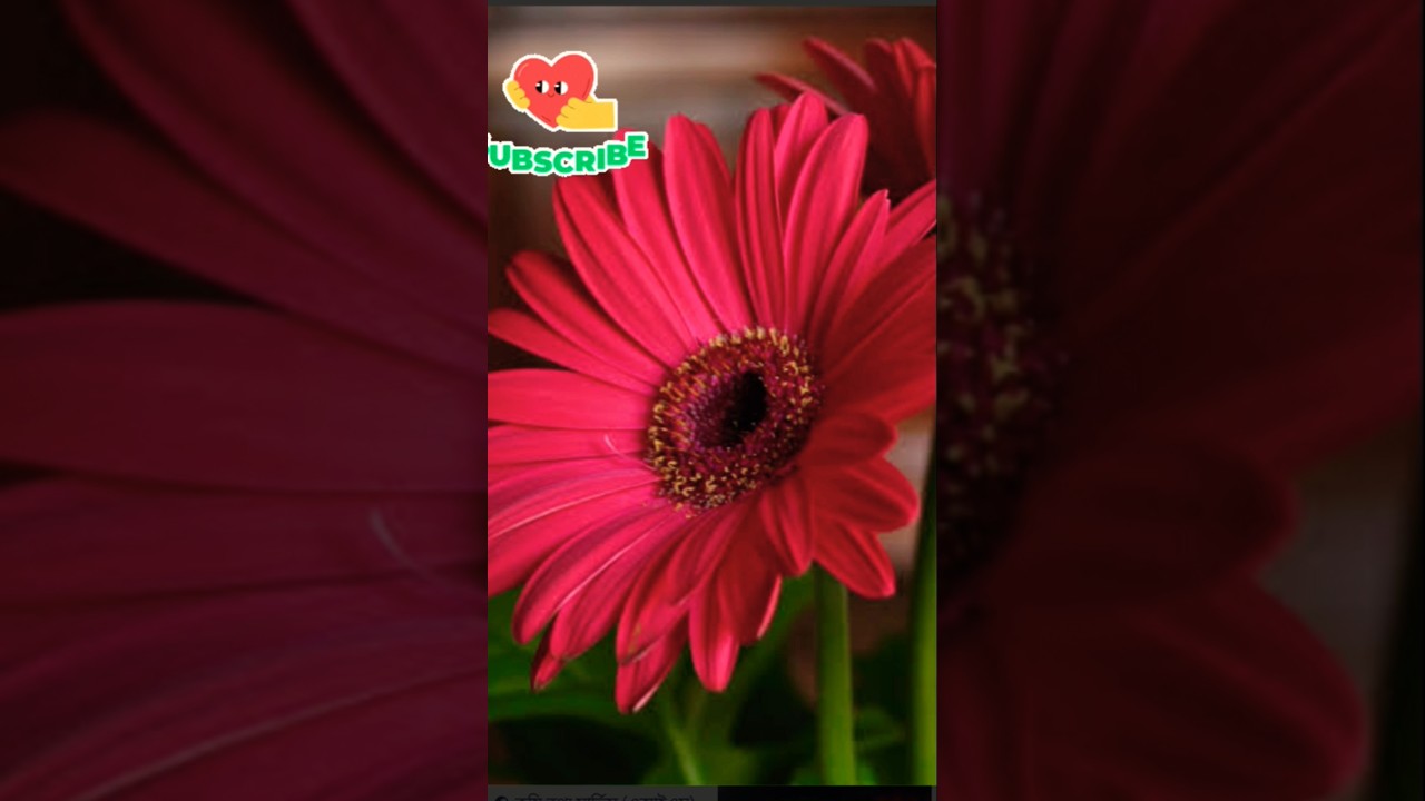 Humterimohbbatme🏵️🏵️#viralvideo #ytshorts #hindi#song  15/1/26