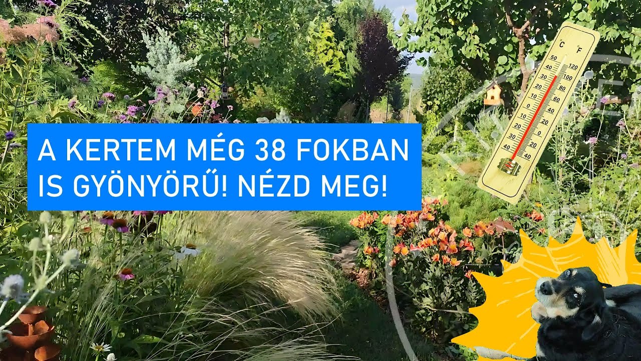 🌡️🌸 J&uacute;liusi Kertkaland | Mit Rejt a 38&deg;C Hős&eacute;g a Kertemben? 🌿 Kobi is Megjelent! 🐶❤️