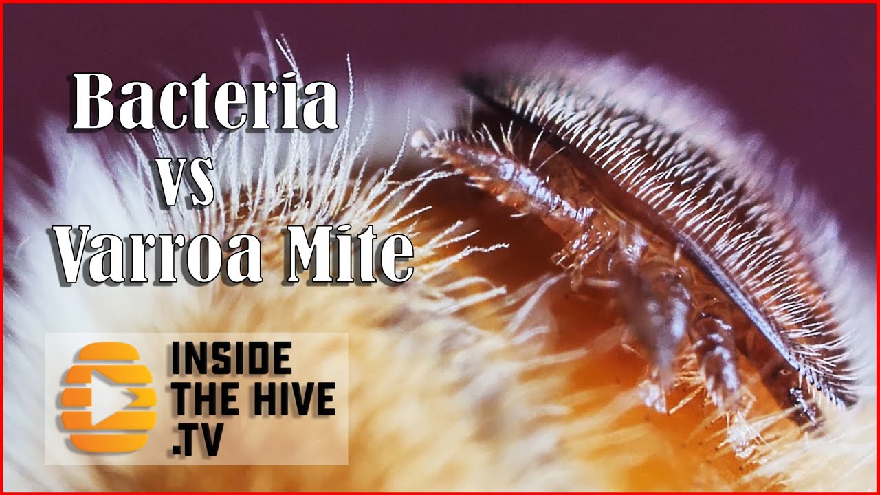 Медоносная пчела Apis mellifera спасена благодаря ГМО-бактериям? Новое средство от клеща Варроа д...