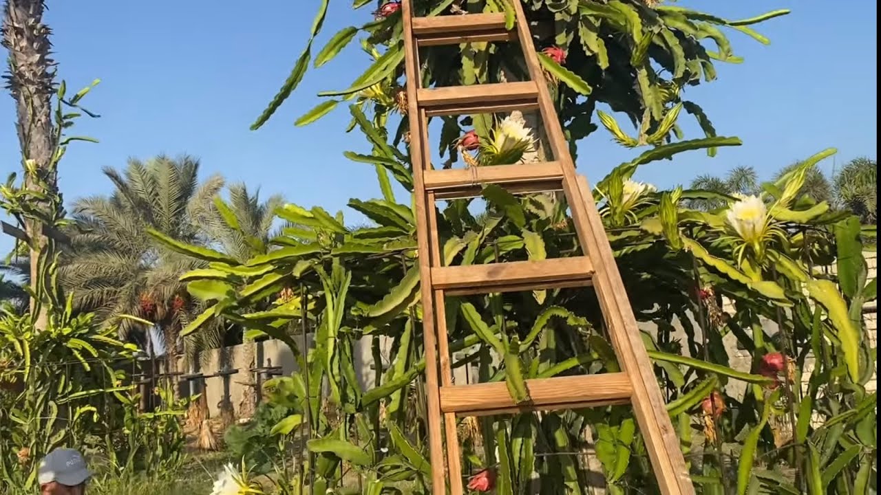 الحلقة ٢٠١ الفرق بين عدم تزهير وعدم إثمار الدراجون فروت DF non floweing & non  fruiting