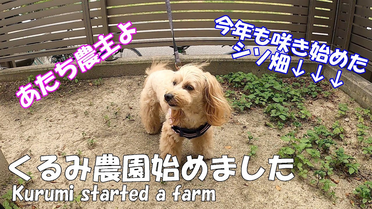 愛犬くるみちゃんの農園視察！シソ（大葉）農園始めました。【マルプーのみるく＆くるみ】