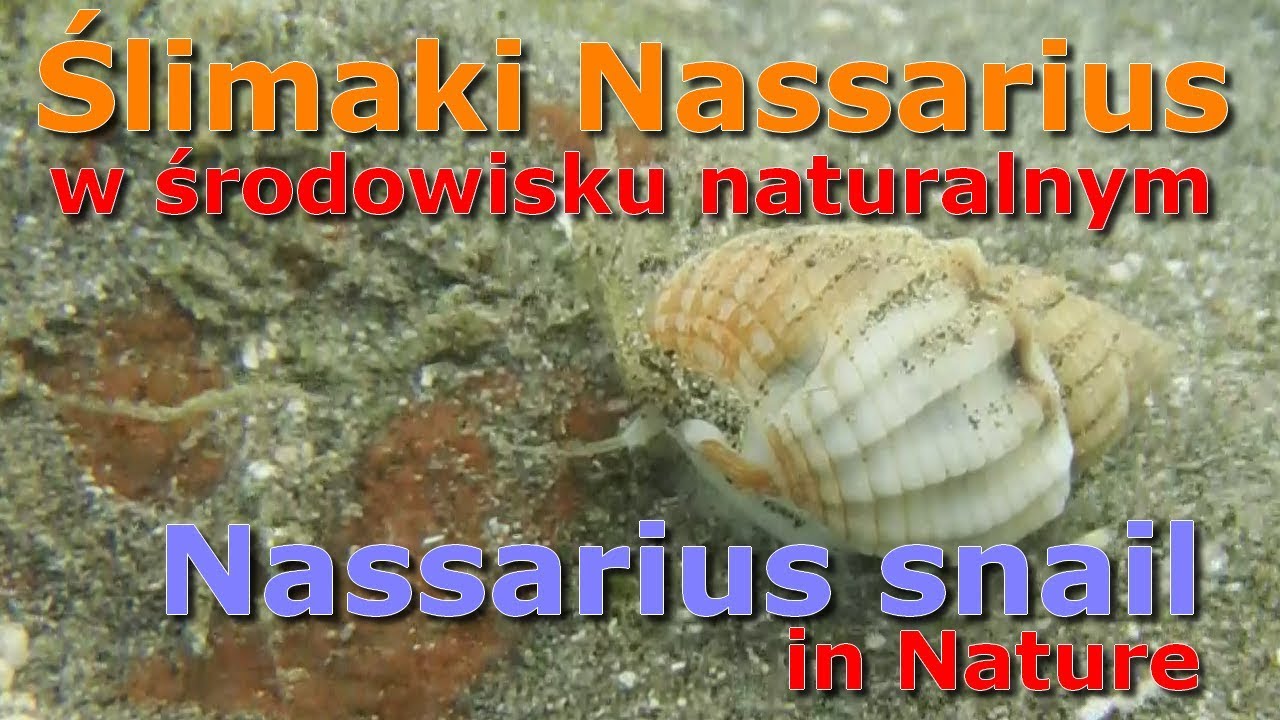 Ślimaki Nassarius w naturze Morze Czerwone / Nassarius snail in Nature Red Sea
