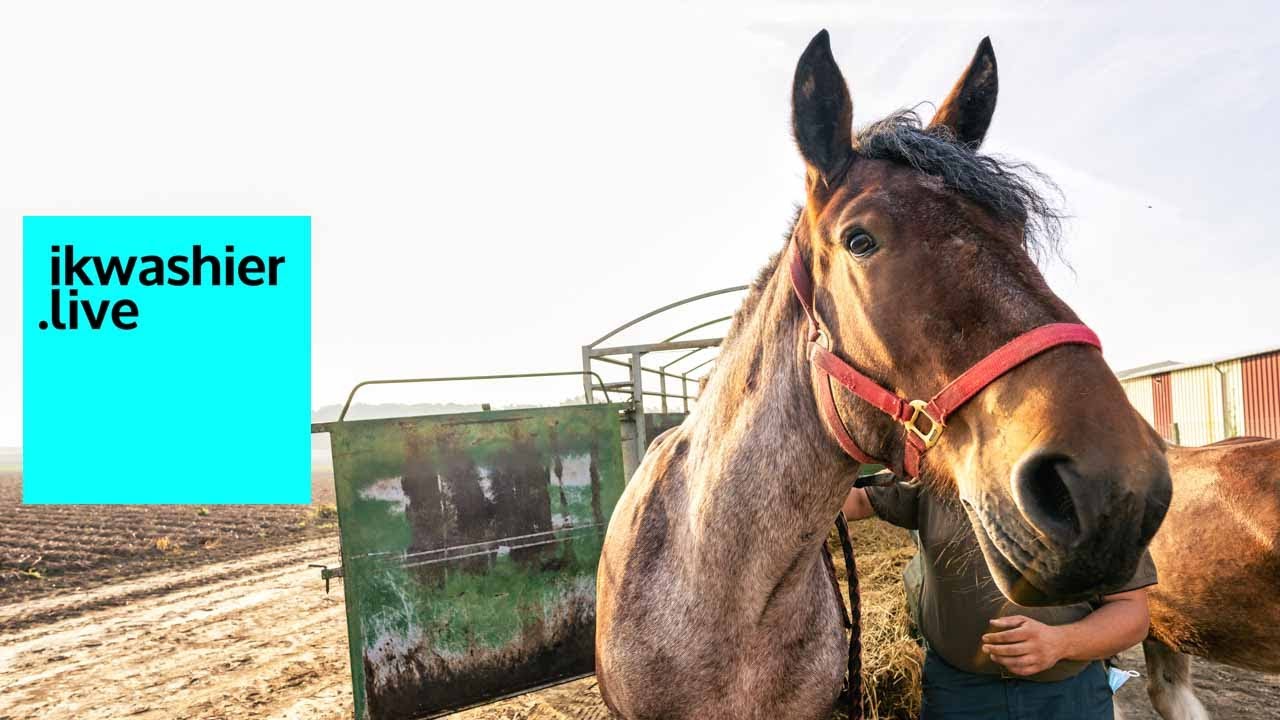 Trait du Nord au Concours Emile Mortelecque - ikwashier.live met trekpaarden in Allennes-les-Marais
